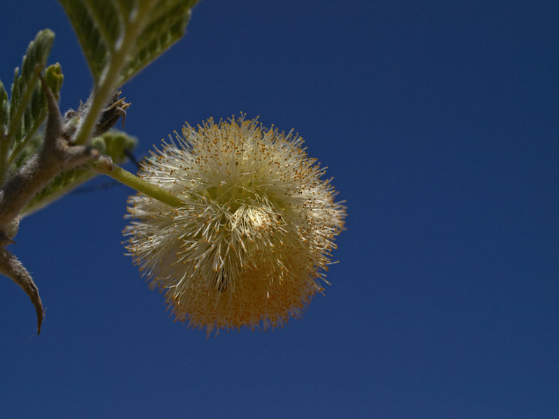 Acacia, Okonjima
